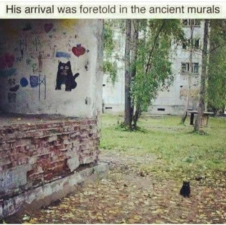 meme kucing dan dinding