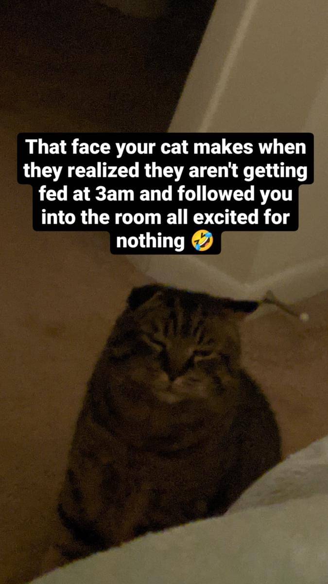 meme ekspresi wajah kucing