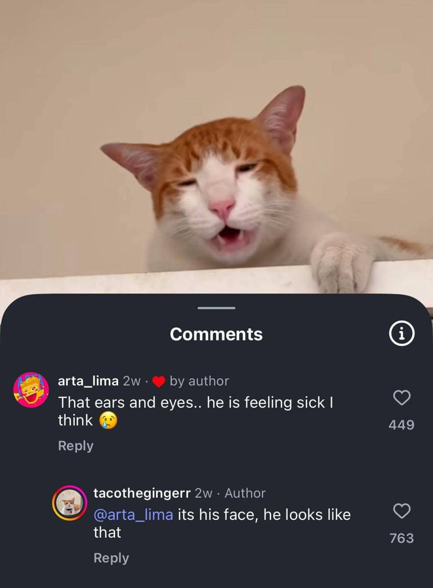 meme ekspresi wajah kucing