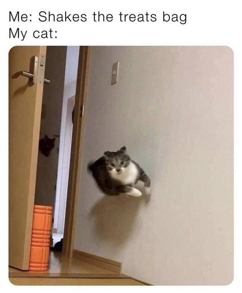 meme kucing dan dinding