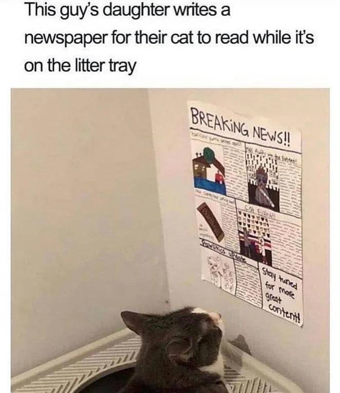 meme kucing dan dinding