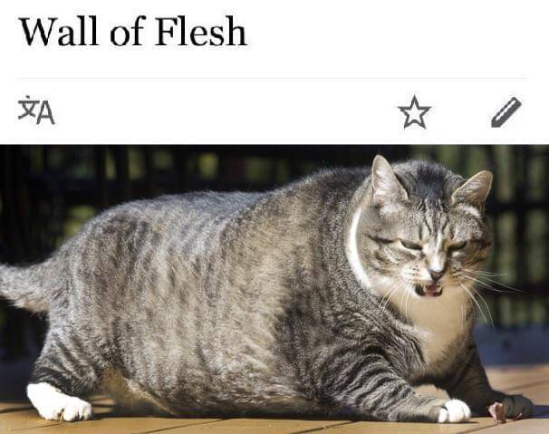 meme kucing dan dinding