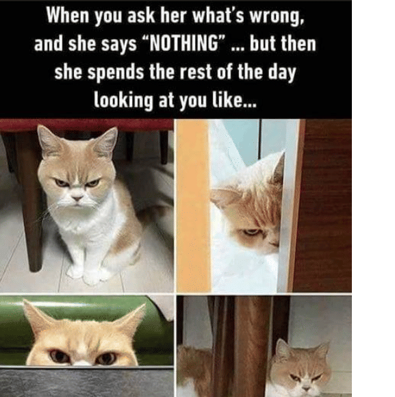 meme ekspresi wajah kucing