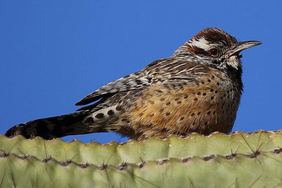 cikrak kaktus bertengger