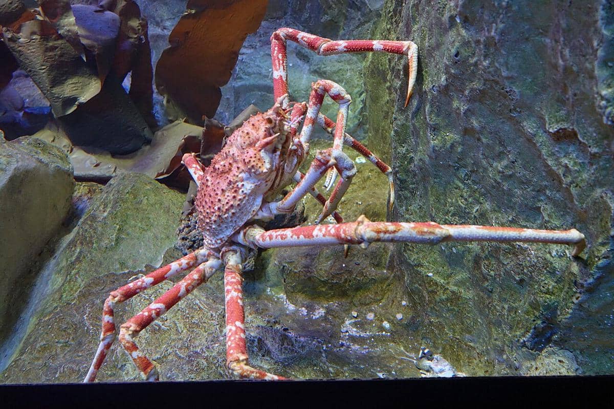 kepiting laba-laba jepang