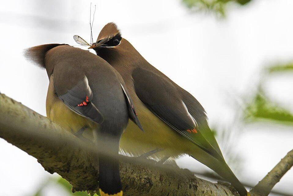 sayap lak mengoper serangga