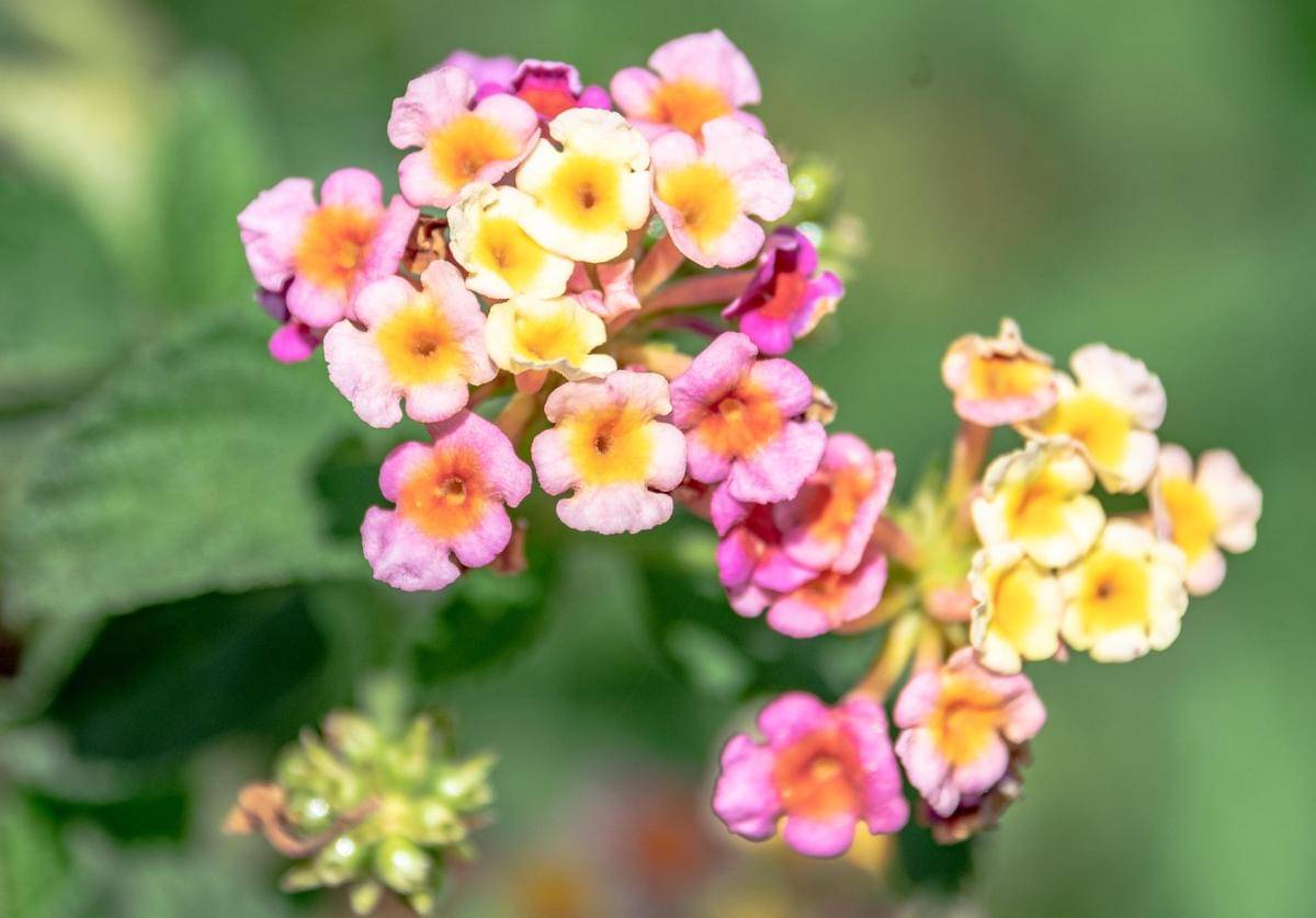 ilustrasi Lantana camara