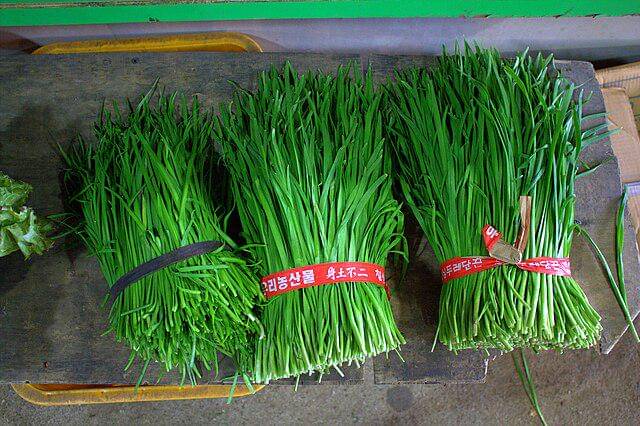 ilustrasi daun kucai