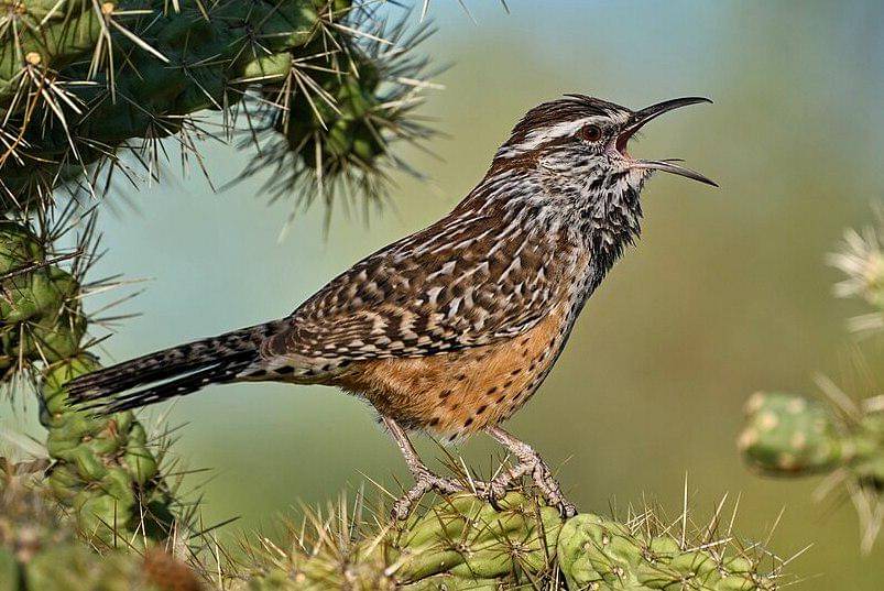 cikrak kaktus berkicau