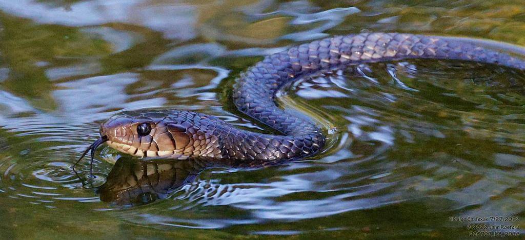 ular indigo texas punya kemampuan berenang yang baik