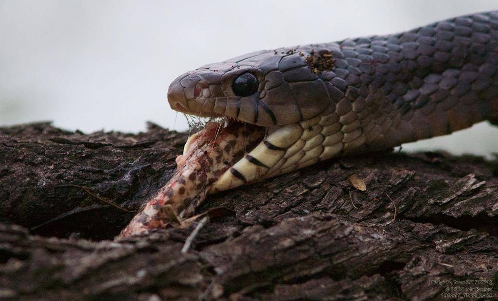 ular indigo texas sedang menelan ular lain