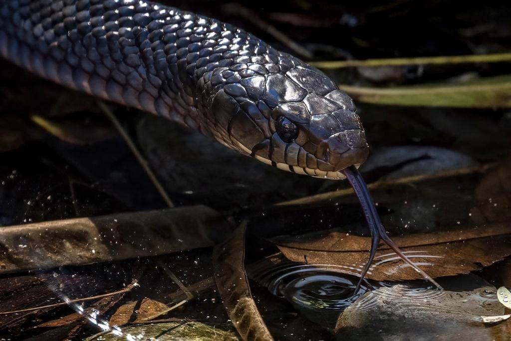 Sebenarnya populasi ular indigo texas masih aman, tetapi ada kekhawatiran pengurangan populasi di masa depan.