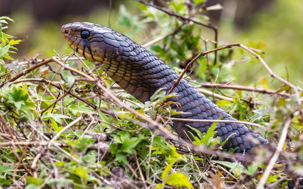 potret ular indigo texas dewasa