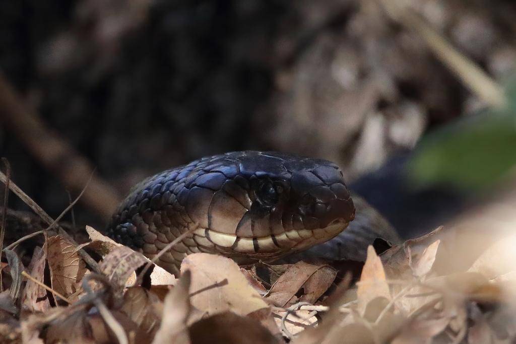 Meski terlihat mengintimidasi, sebenarnya ular indigo texas tidak agresif.