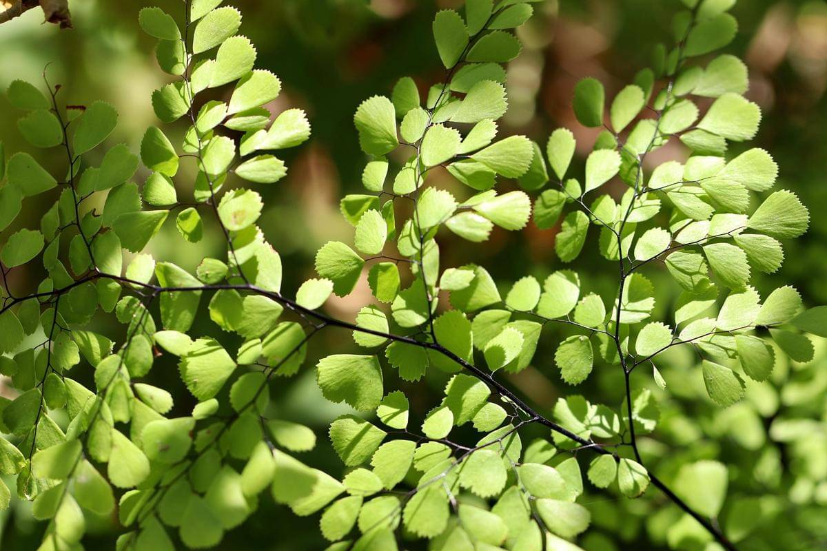 ilustrasi maidenhair fern