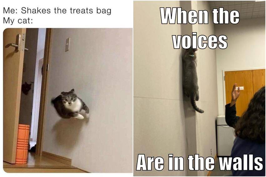 kolase meme kucing dan dinding