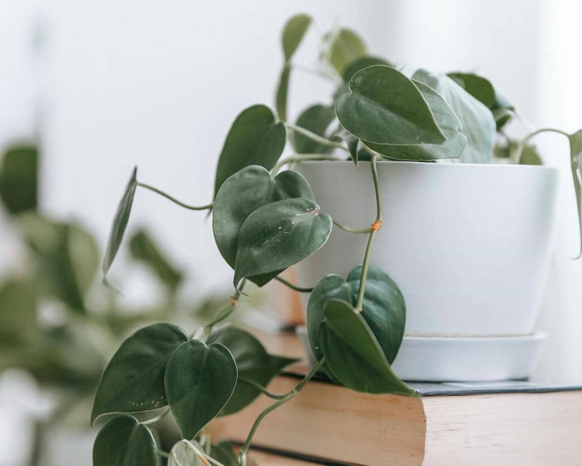 Philodendron heartleaf