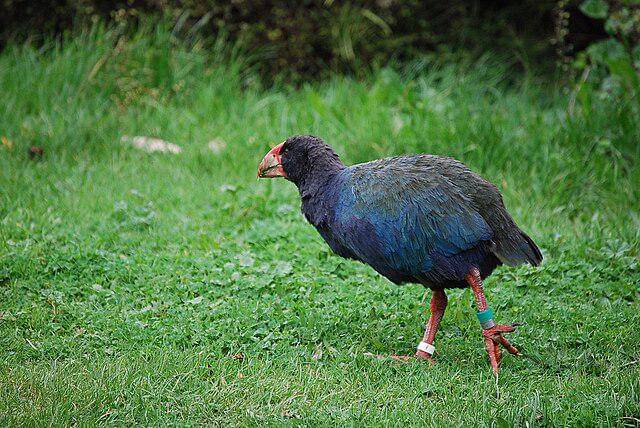 potret burung takahe