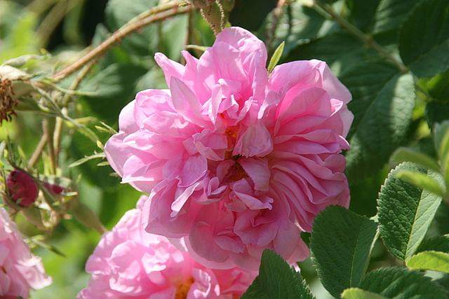 ilustrasi mawar damask