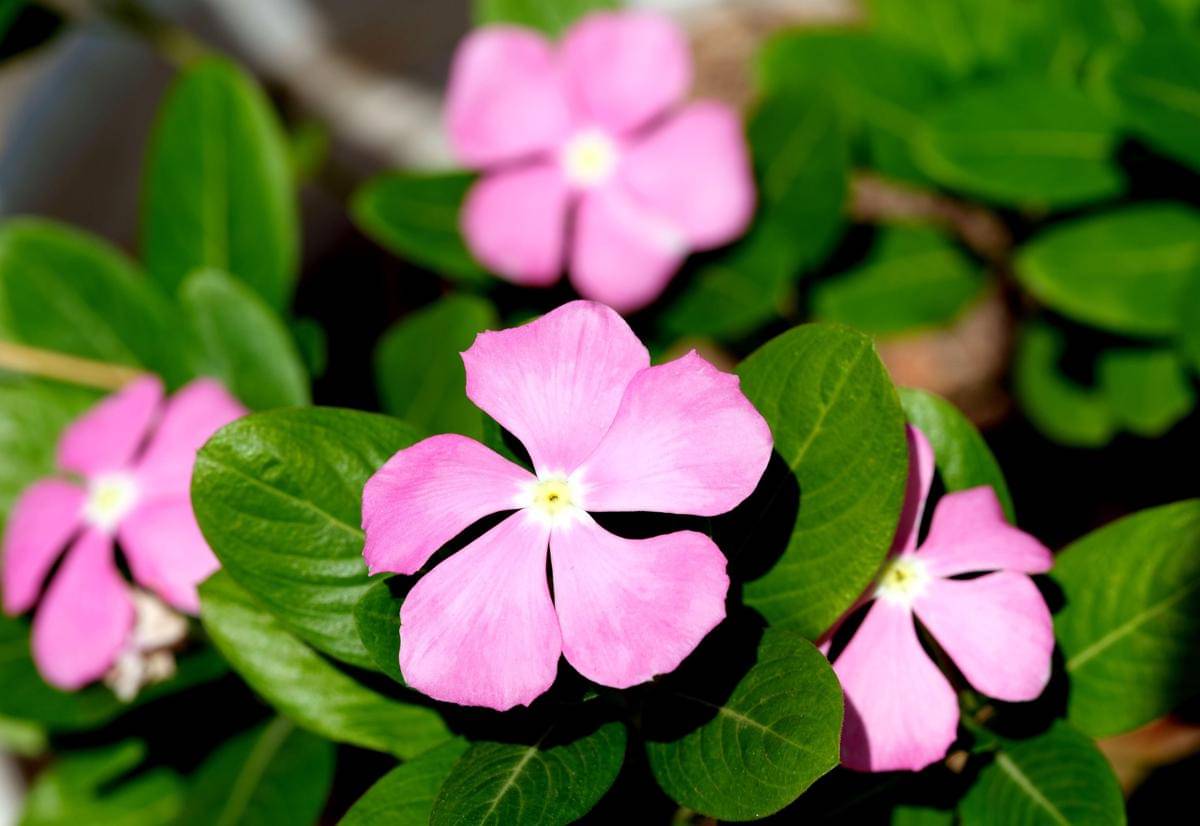 ilustrasi bunga tapak dara 