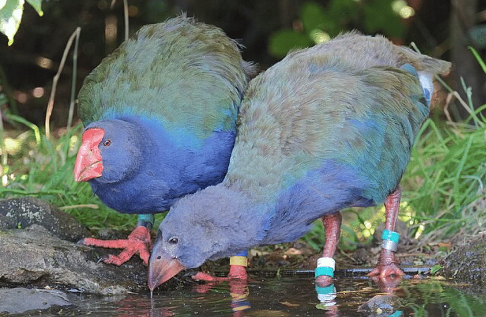 potret burung takahe