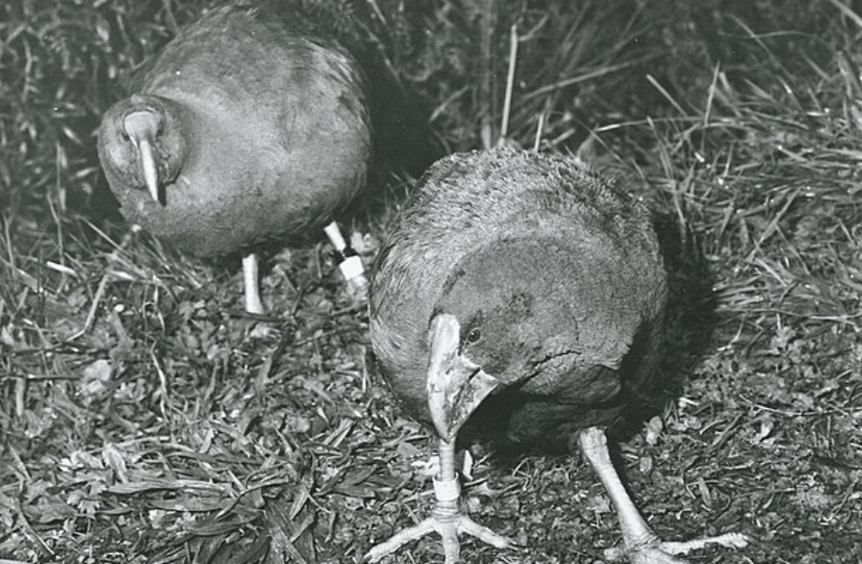 potret burung takahe