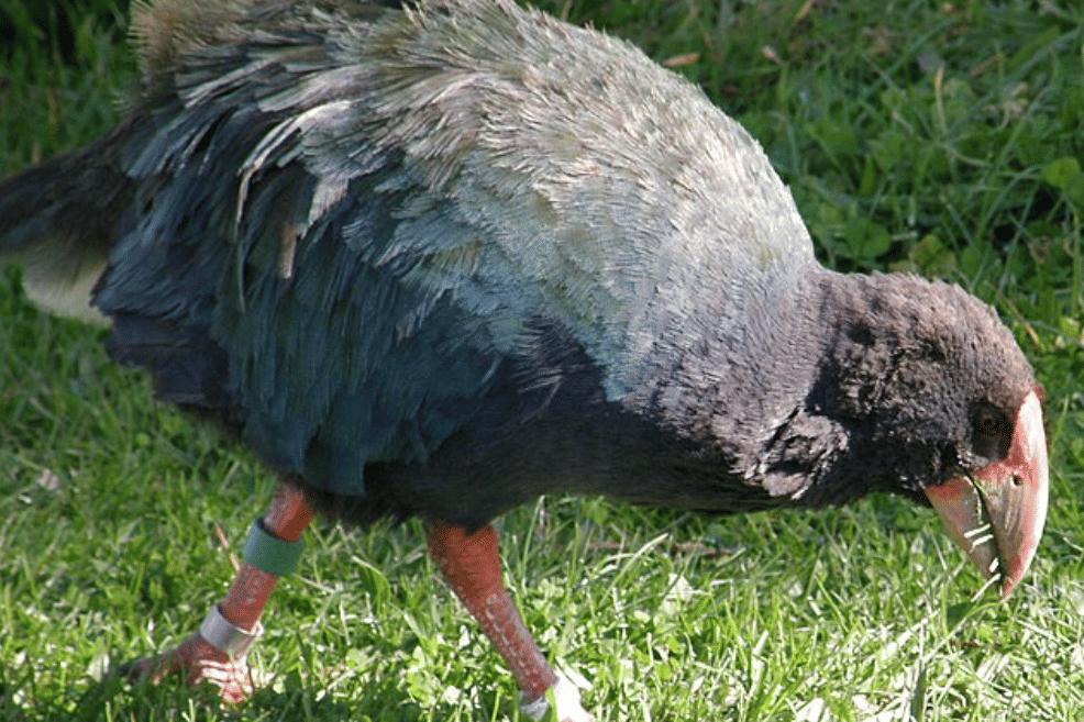 potret burung takahe