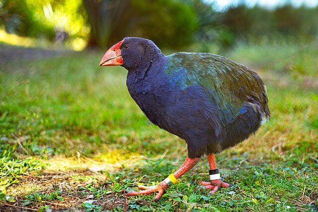potret burung takahe