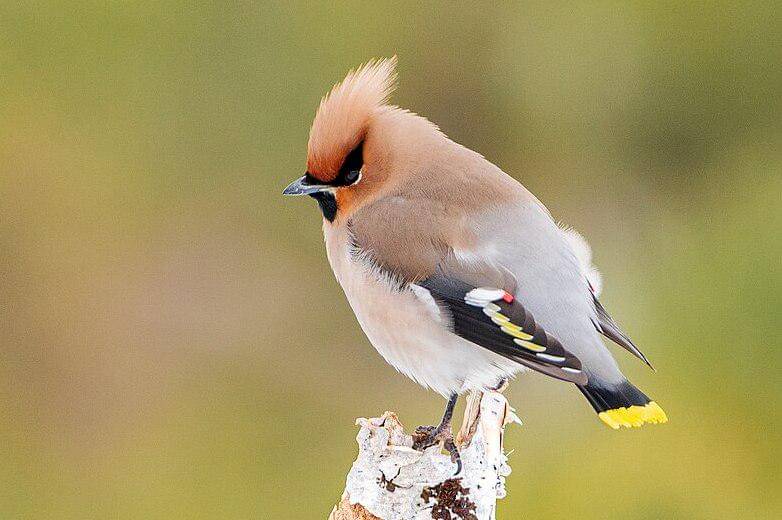 sayap lak bertengger