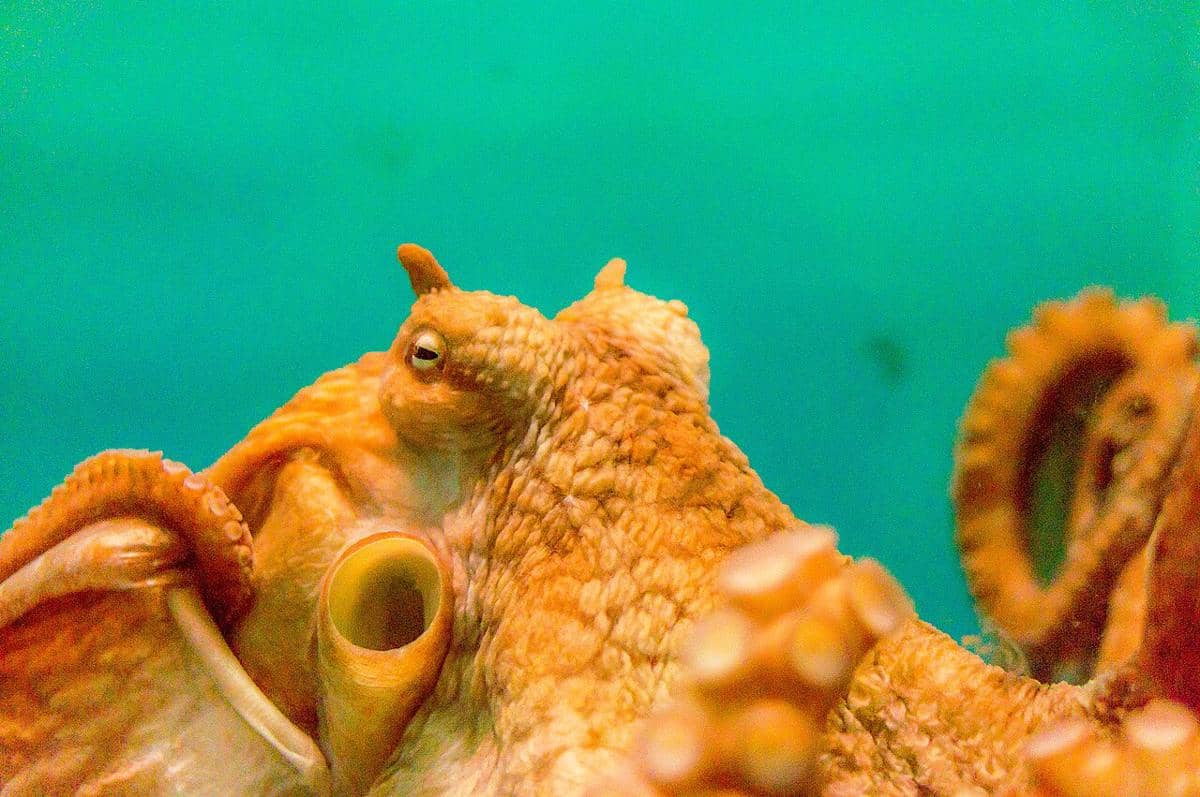 gurita pasifik utara