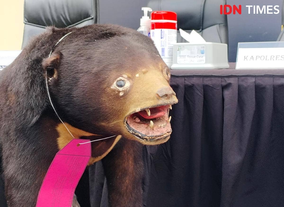 Beruang madu diawetkan jadi barang bukti tindak pidana penjualan hewan dilindungi (IDN Times/Eko Agus Herianto)
