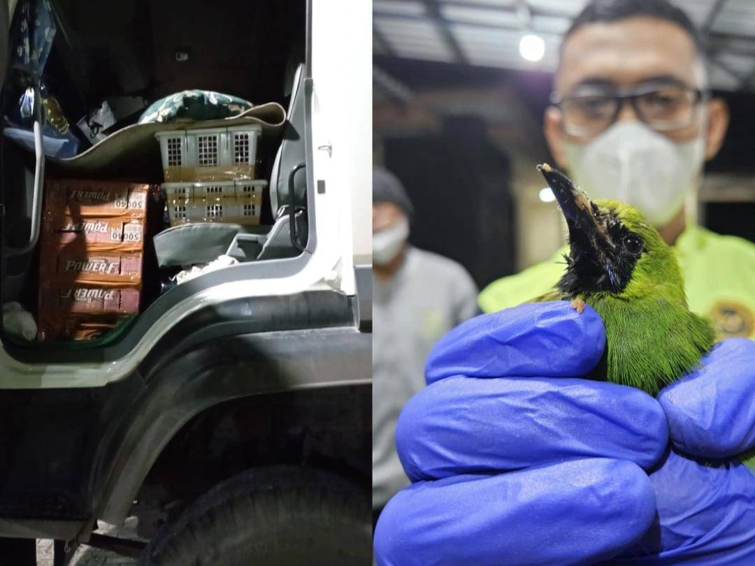 Pengungkapan kasus penyelundupan 336 ekor burung liar dilakukan terdakwa M Yusuf. 