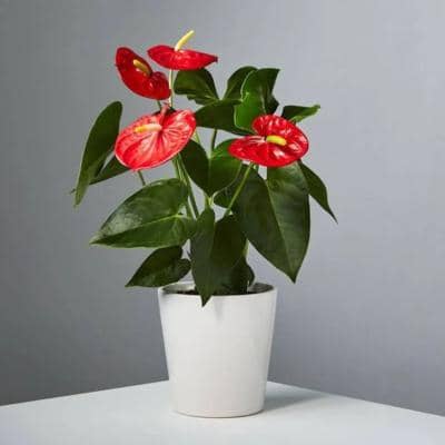 Anthurium merah atau bunga merah