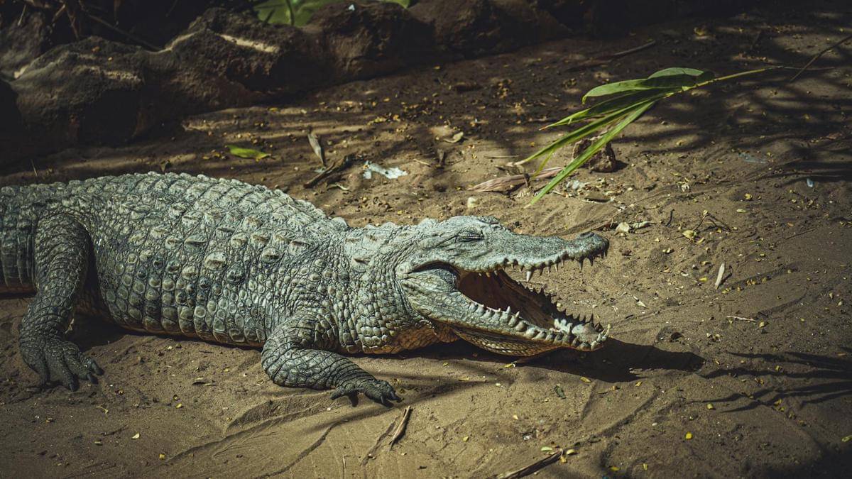 ilustrasi buaya