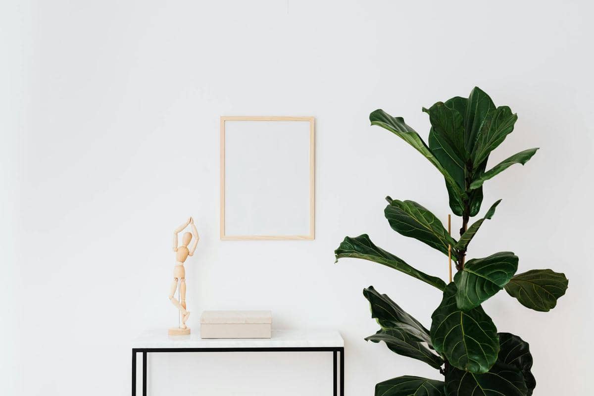 ilustrasi fiddle leaf fig 