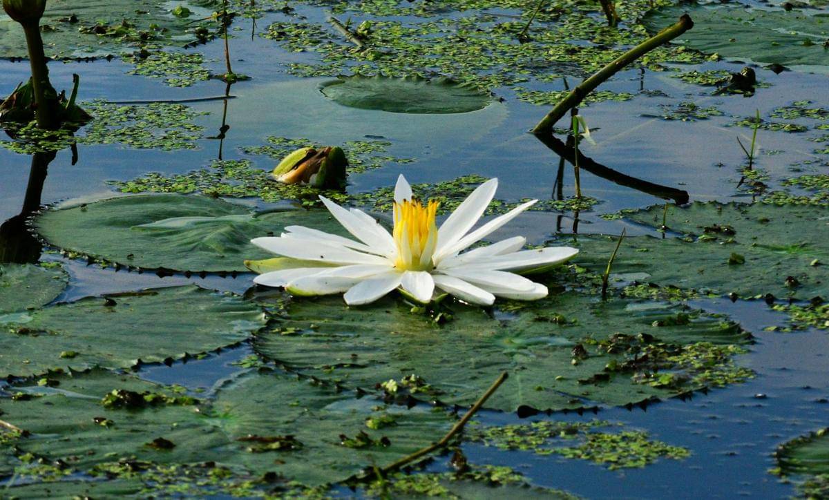 ilustrasi teratai salju