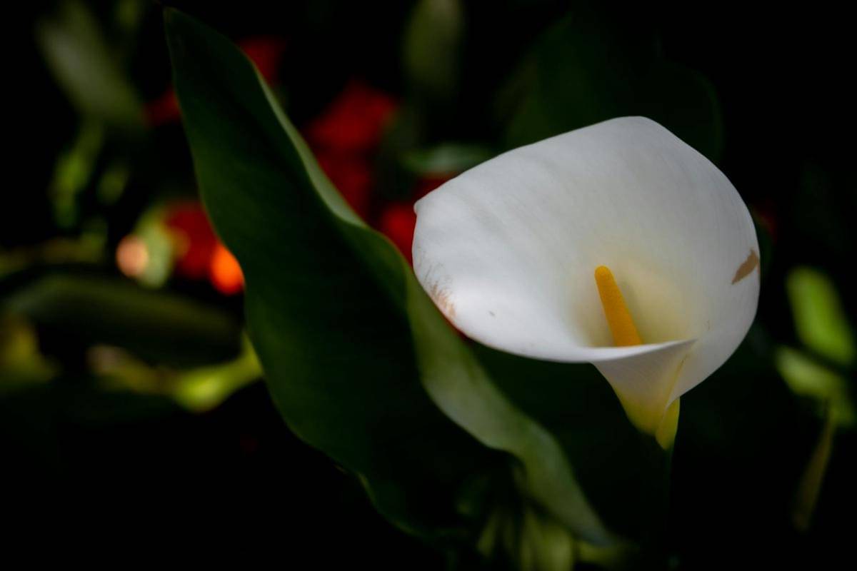 ilustrasi arum lily
