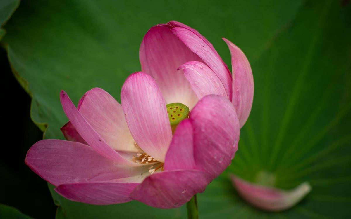 ilustrasi bunga lotus suci
