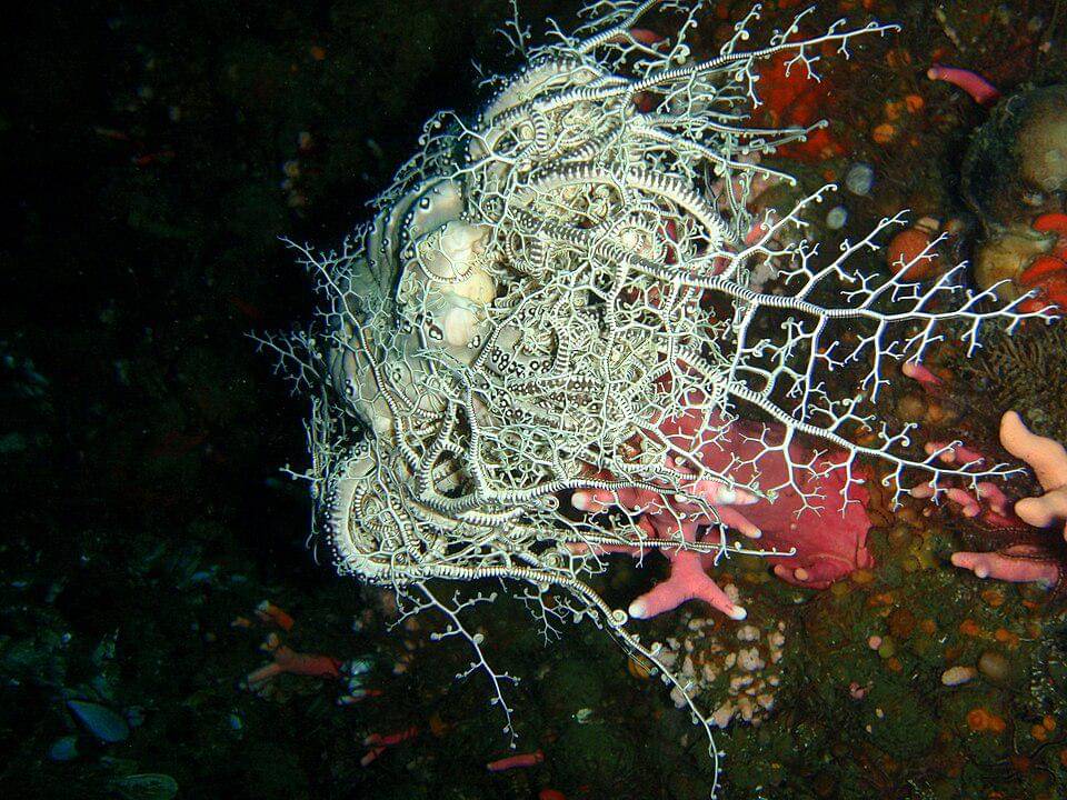 Basket starfish memiliki lengan bercabang 