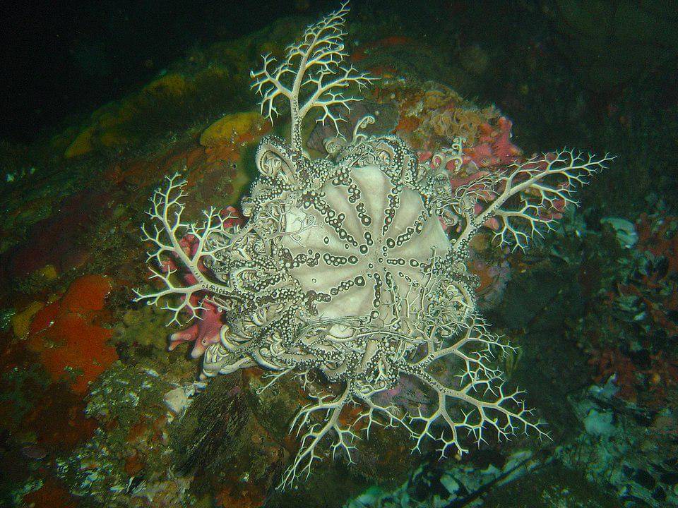 Basket starfish bisa ditemukan di semua samudra di dunia 