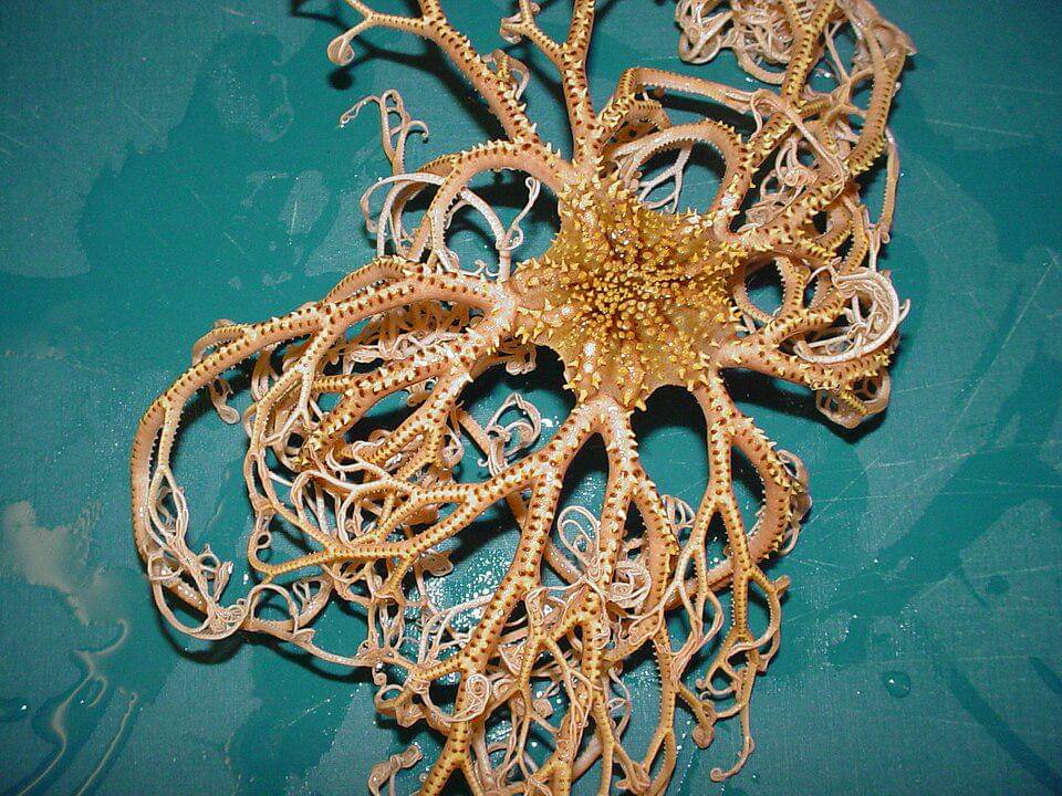 Basket starfish punya dua cara bereproduksi