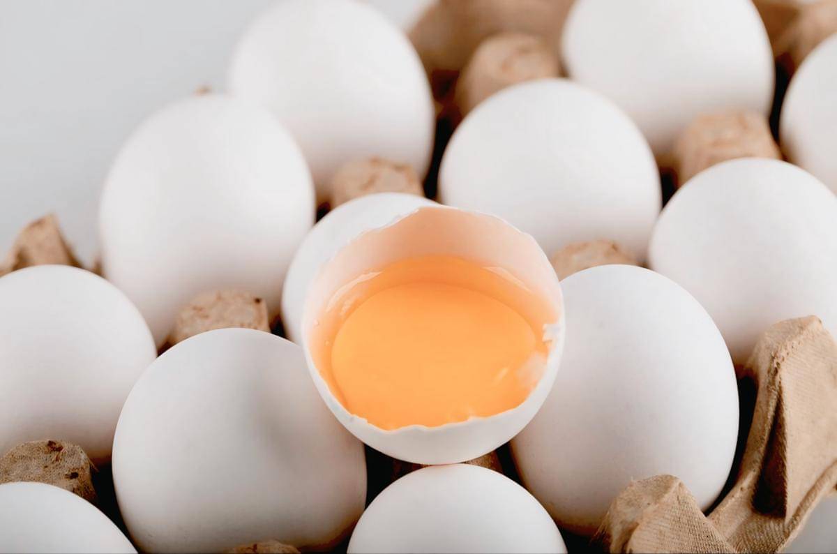 ilustrasi kuning telur