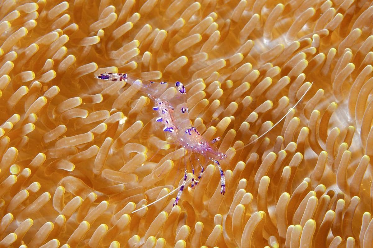 udang anemon sarasvati