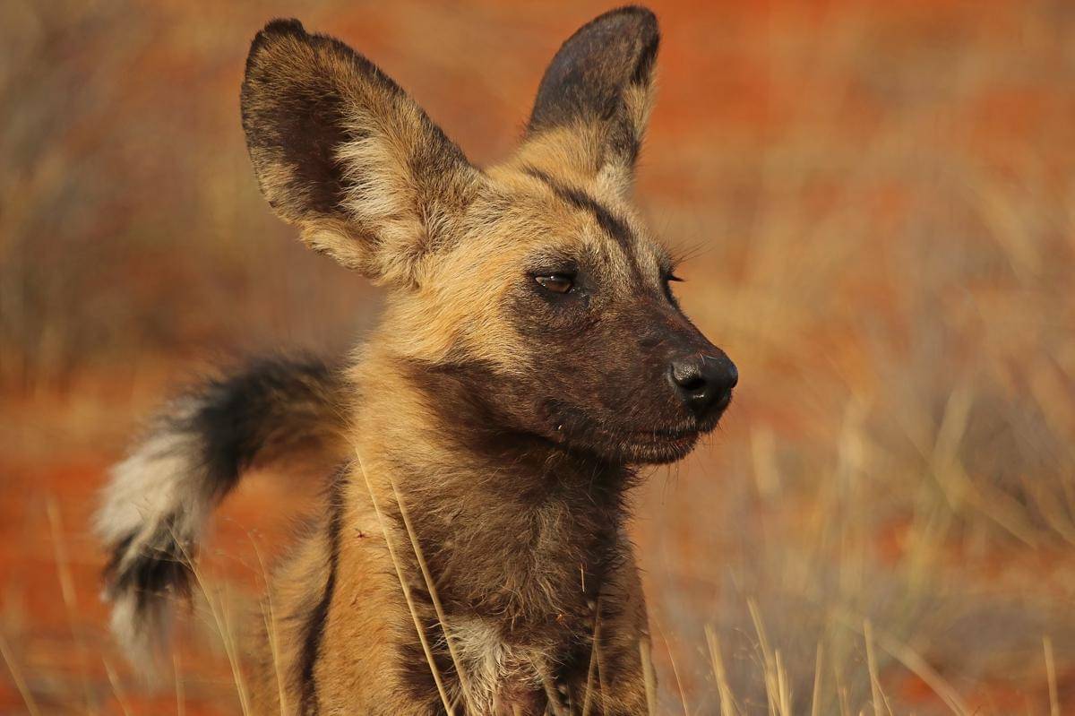 Anjing liar Afrika