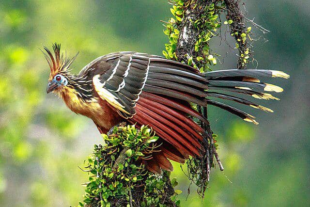 potret burung hoatzin