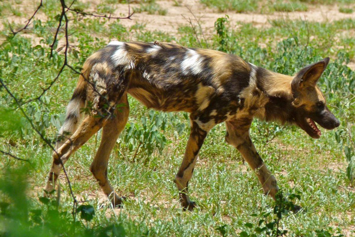 Anjing liar Afrika