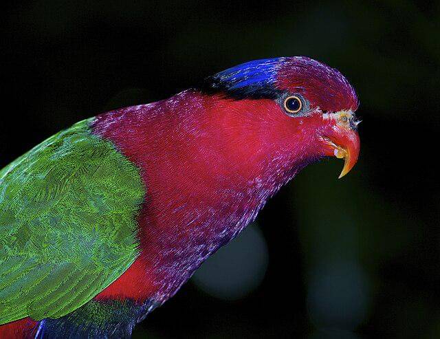 Gambar di atas bukan nuri dahi-biru tapi stella's lorikeet, keduanya mirip