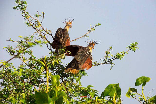 potret burung hoatzin