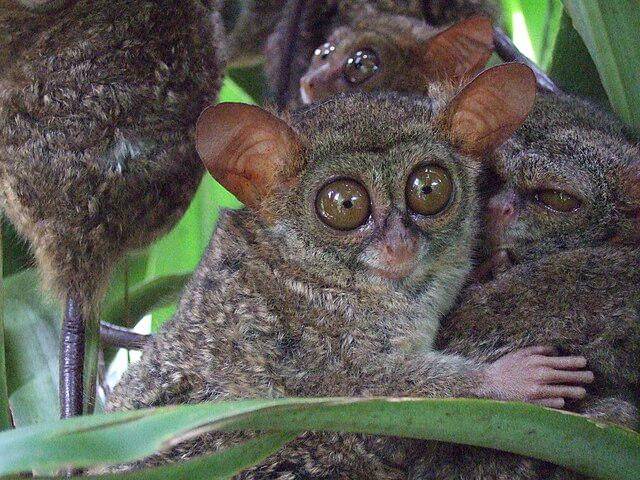 Tarsius
