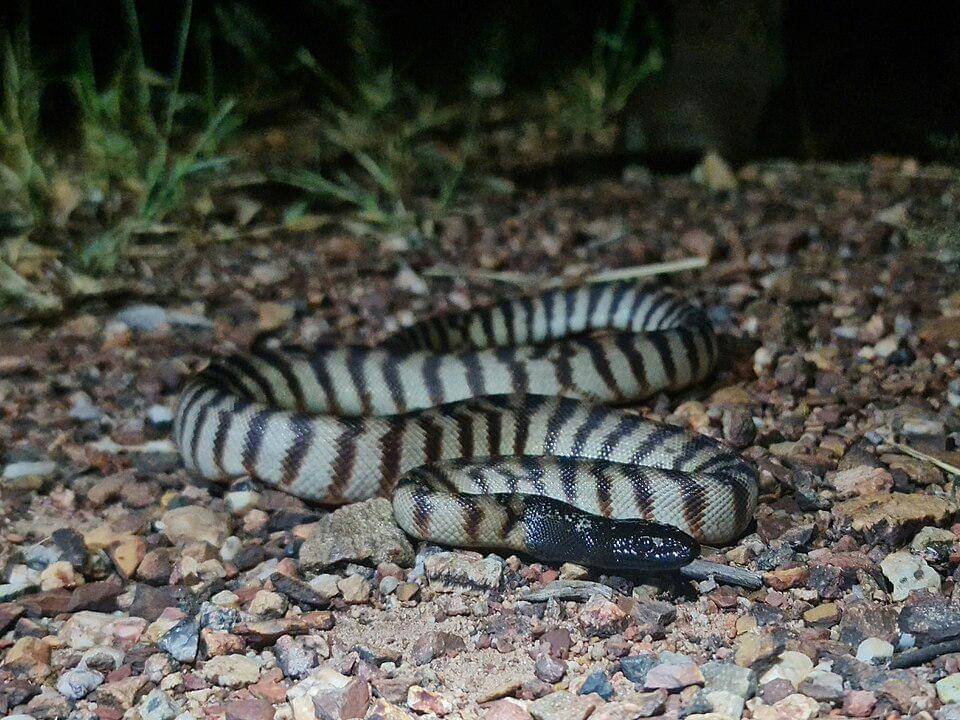 Ular piton kepala hitam termasuk golongan hewan nokturnal.